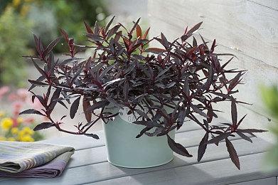 《星空》预购信息泄露 XSX实体版售价69.99美元